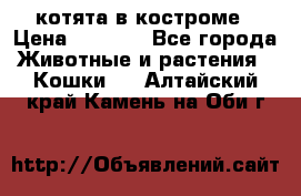 котята в костроме › Цена ­ 2 000 - Все города Животные и растения » Кошки   . Алтайский край,Камень-на-Оби г.